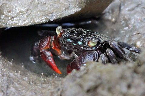 Mottled Shore Crab (Paragrapsus laevis)